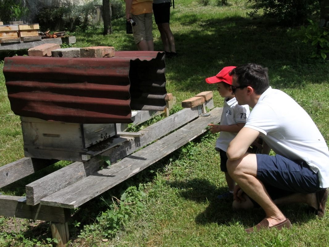 Blick in den Bienenstock