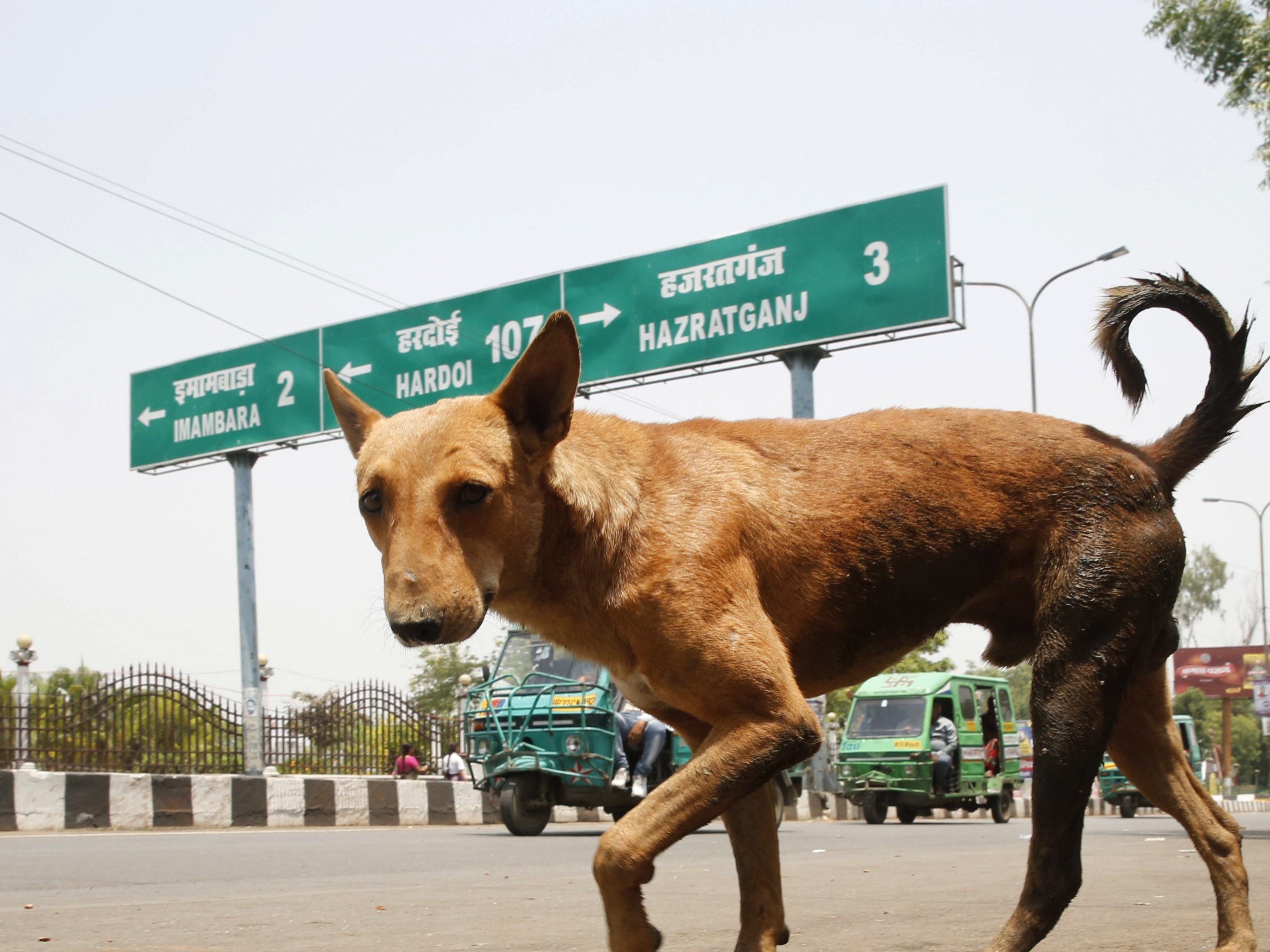 In Indien wurden seit November 2017 insgesamt 12 Menschen von wilden Hunden getötet.