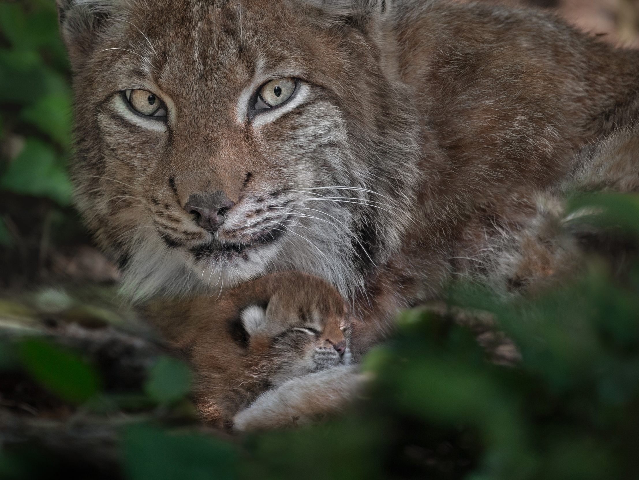 Luchsnachwuchs im Wildpark Luchsnachwuchs im Wildpark
