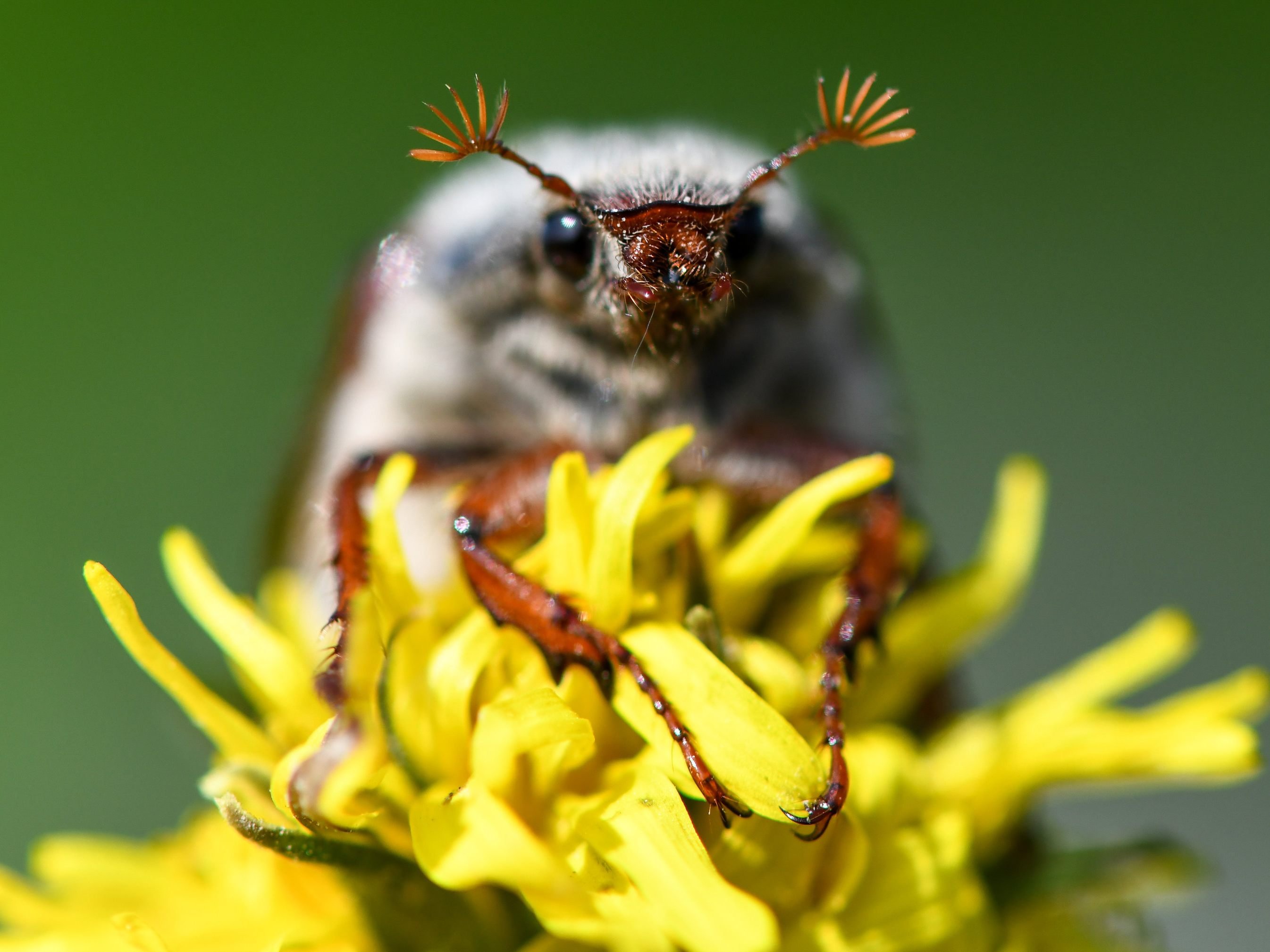 Die Saison der Maikäfer hat schon begonnen. / Symbolfoto