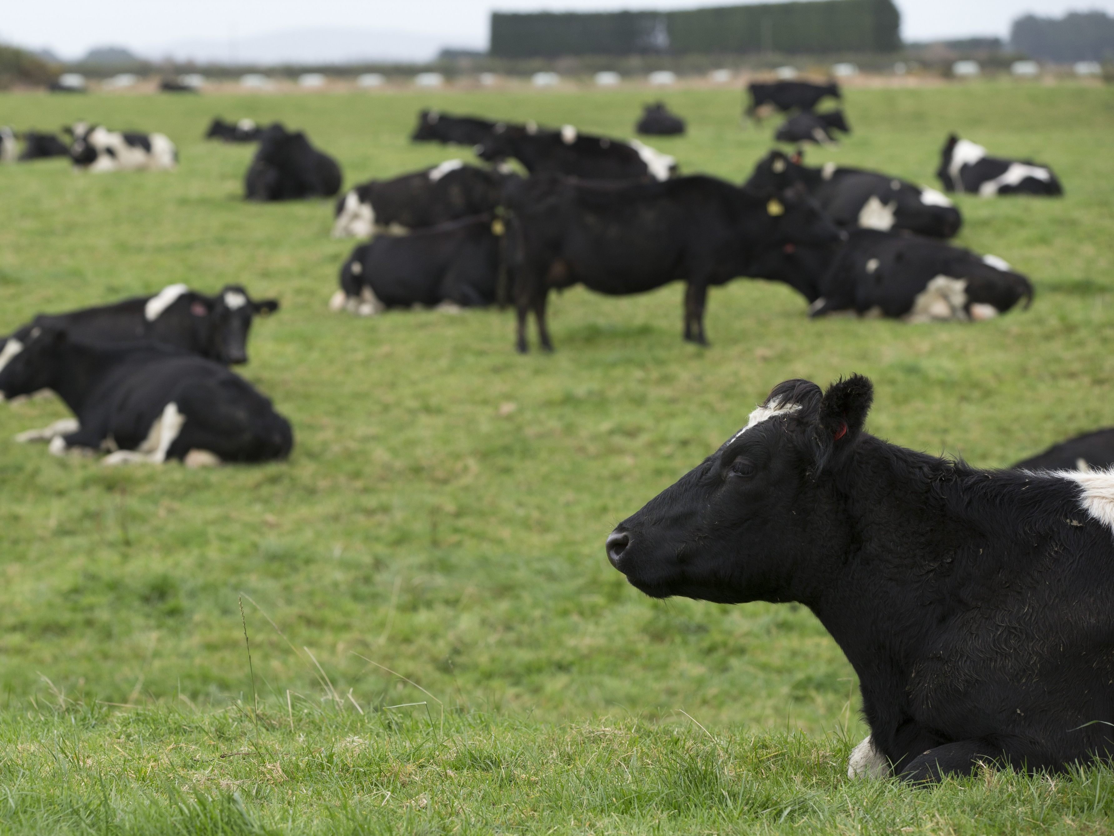 Neuseeland muss 150.000 Rinder schlachten. Neuseeland muss 150.000 Rinder schlachten.