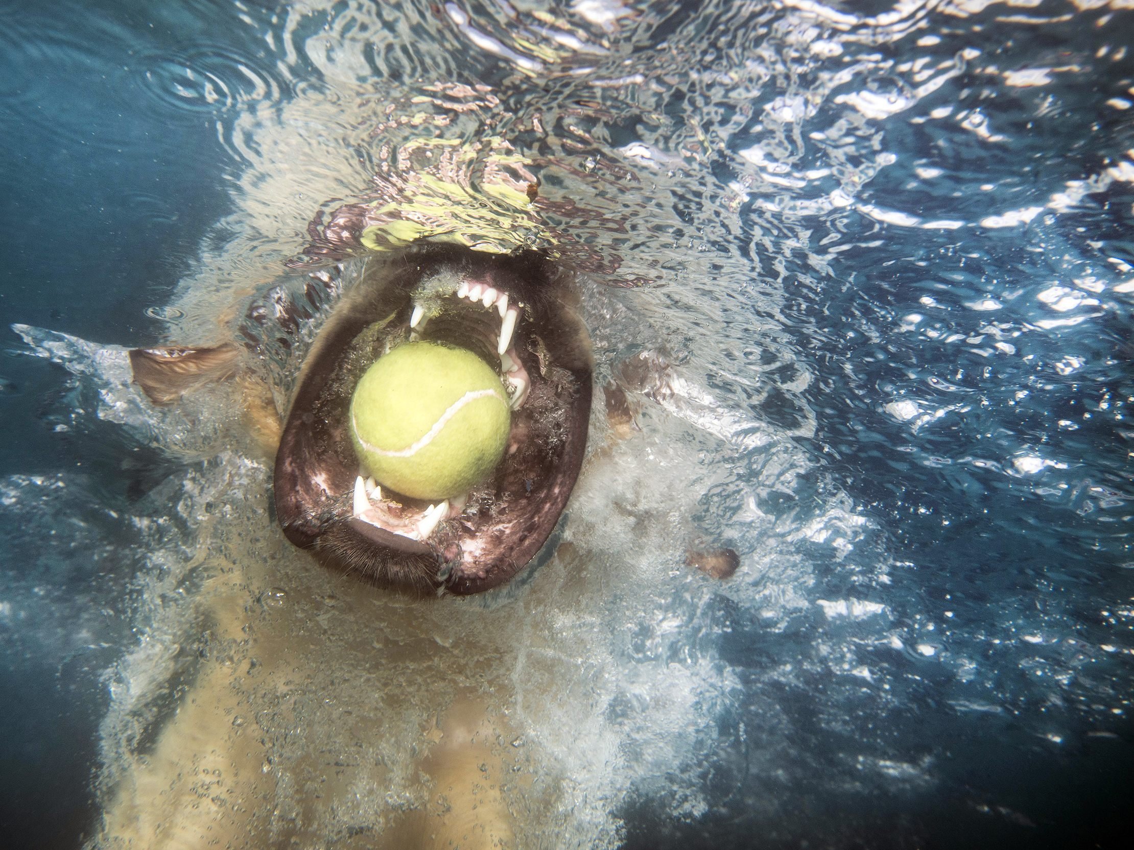 Der Hundetag findet am 27. Mai statt.