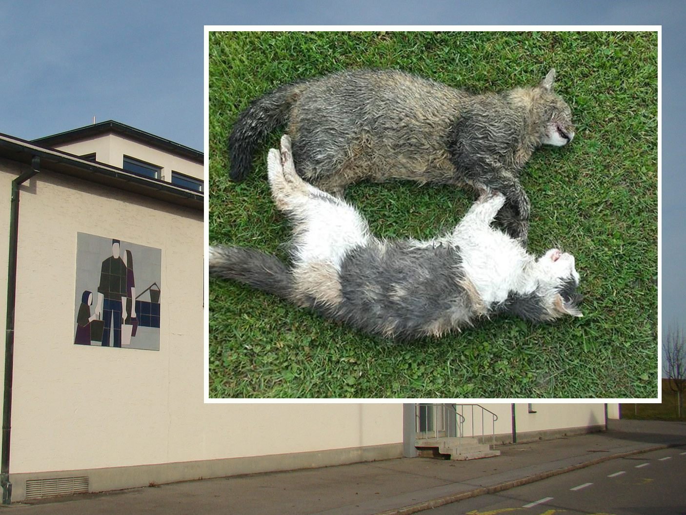 Die Katzen wurden in der Nähe des Wasserwerks gefunden. Die Katzen wurden in der Nähe des Wasserwerks gefunden.