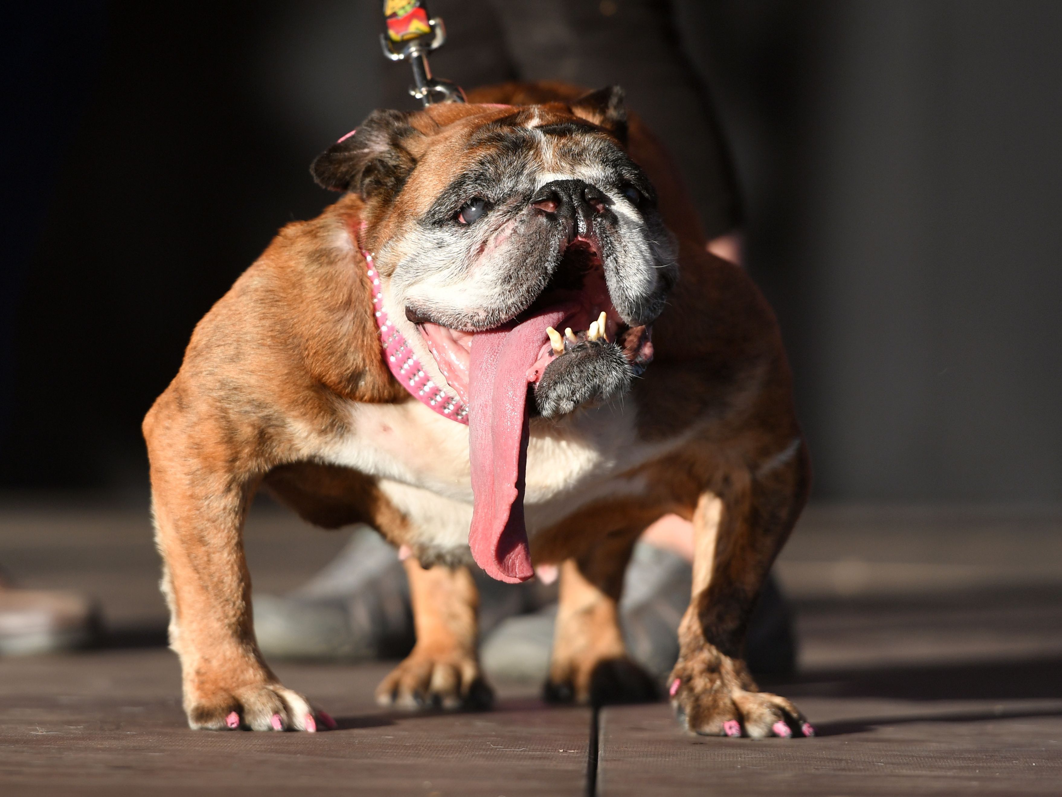 Zsa Zsa wurde zum "Hässlichsten Hund der Welt" gewählt.