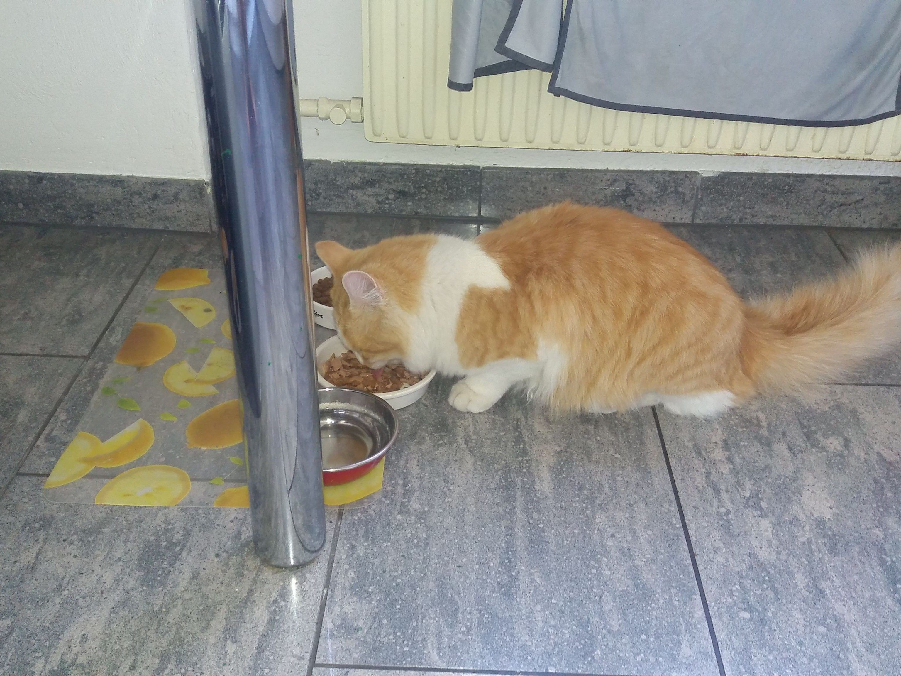 KATER LEO IST HEIMGEKOMMEN!!!