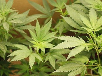 18 Cannabis-Pflanzen wurden in der Wohnung in Wien-Landstraße sichergestellt.