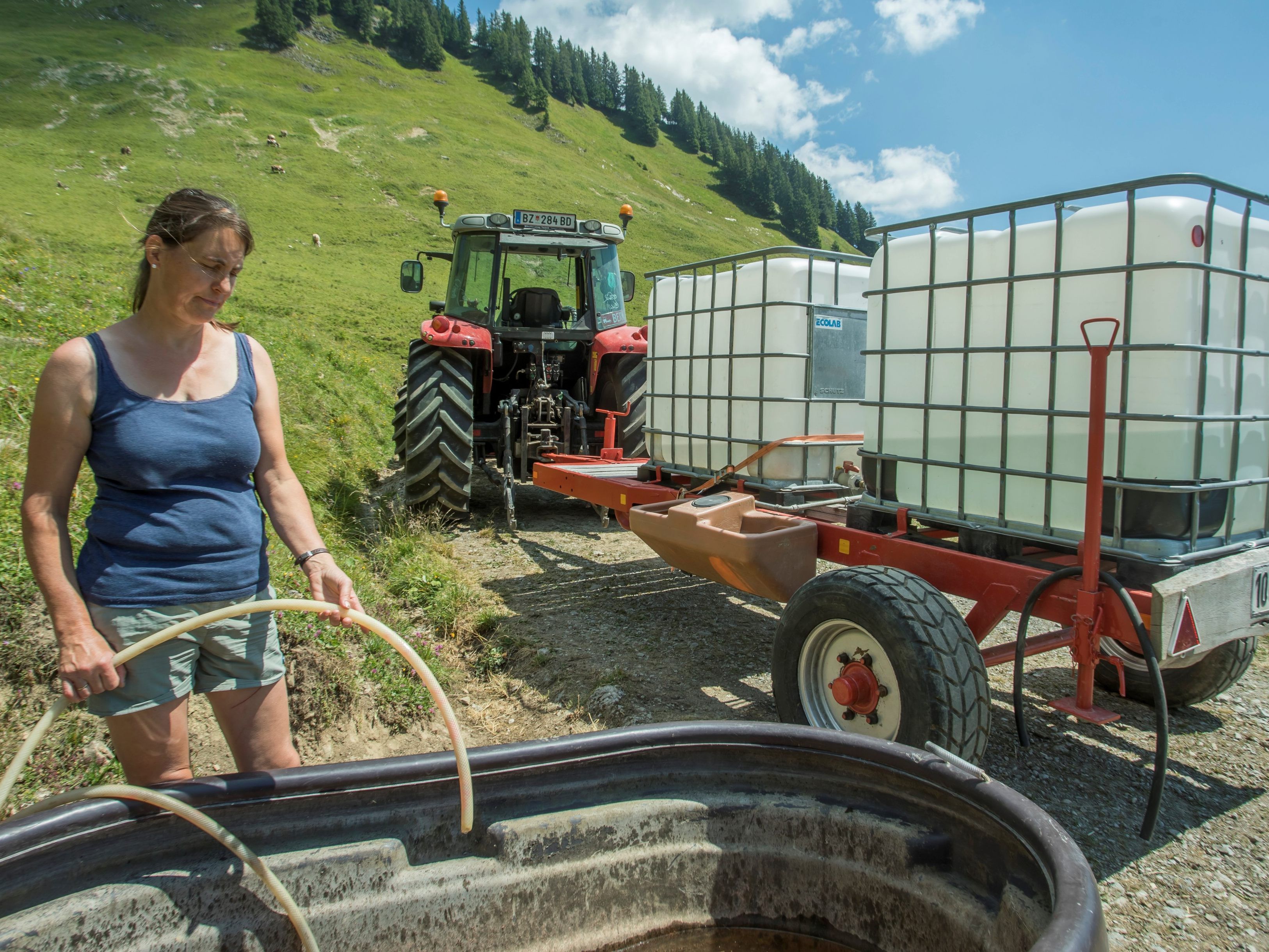 Grasmangel und Wasserknappheit auf den Alpen Grasmangel und Wasserknappheit auf den Alpen