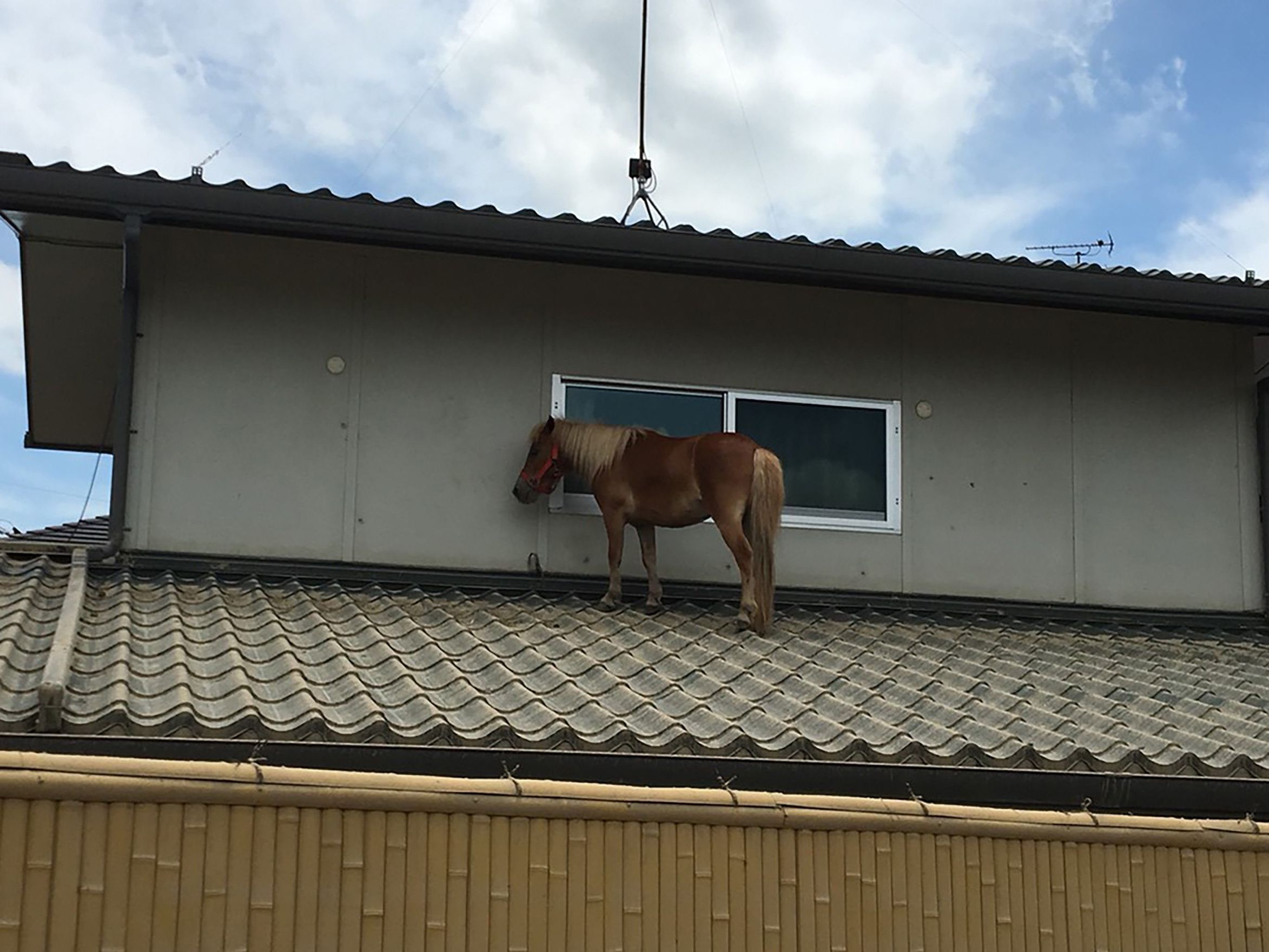 Dieses Pferd harrte während der Unwetter auf dem Dach aus. Dieses Pferd harrte während der Unwetter auf dem Dach aus.