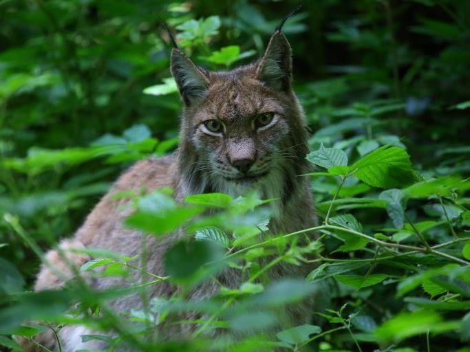 Wer den Luchs entdecken will, sollte sich etwas Zeit nehmen. Wer den Luchs entdecken will, sollte sich etwas Zeit nehmen.