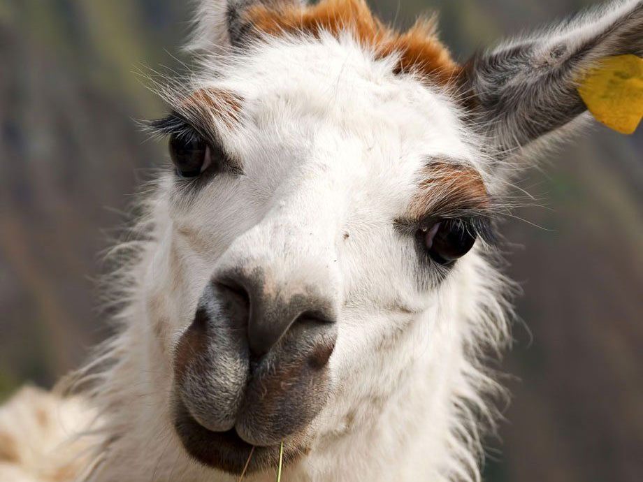 Ein Königreich für ein Lama