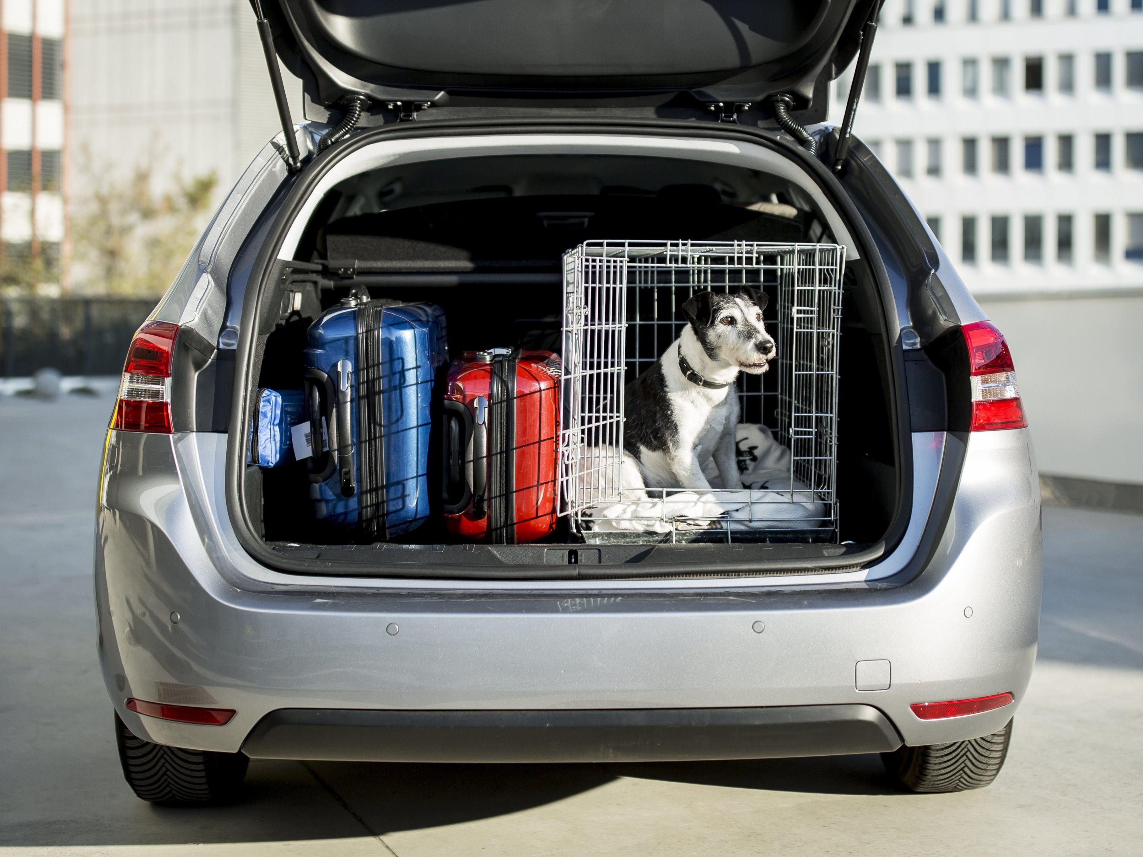Reisen mit Hund - im Vorfeld gut informieren! Reisen mit Hund - im Vorfeld gut informieren!
