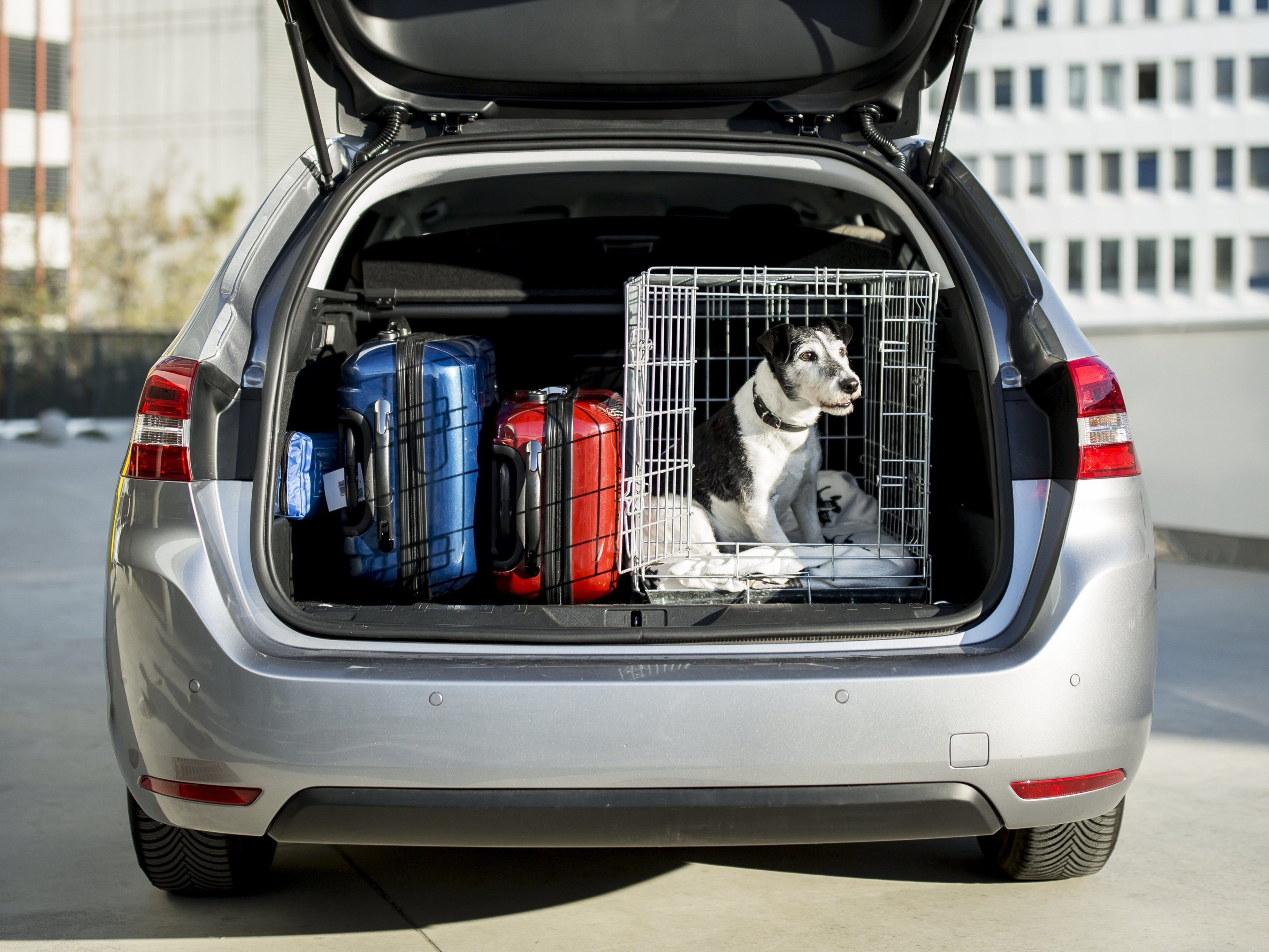 Reisen mit Hund - im Vorfeld gut informieren!