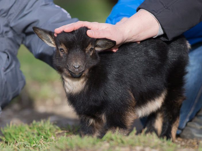 Im Streichelzoo lassen sich die Tiere hautnah erleben