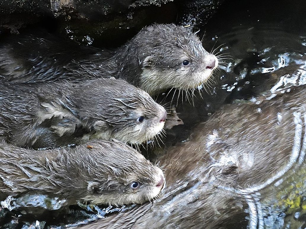 Tiergartenleitung hatte Hoffnung auf Zwergotter-Nachwuchs fast schon aufgegeben.
