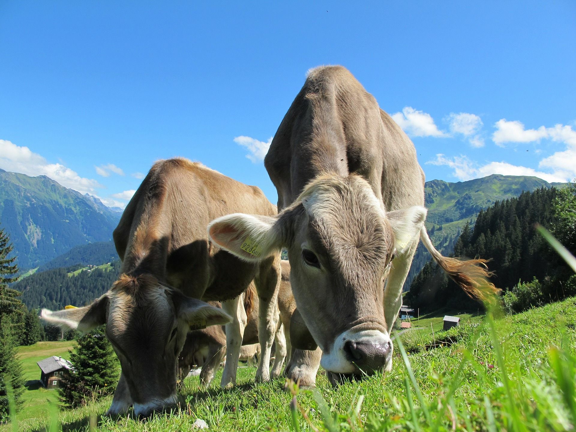 Trockenheit: Auch Alpabtrieb keine Lösung. Trockenheit: Auch Alpabtrieb keine Lösung.