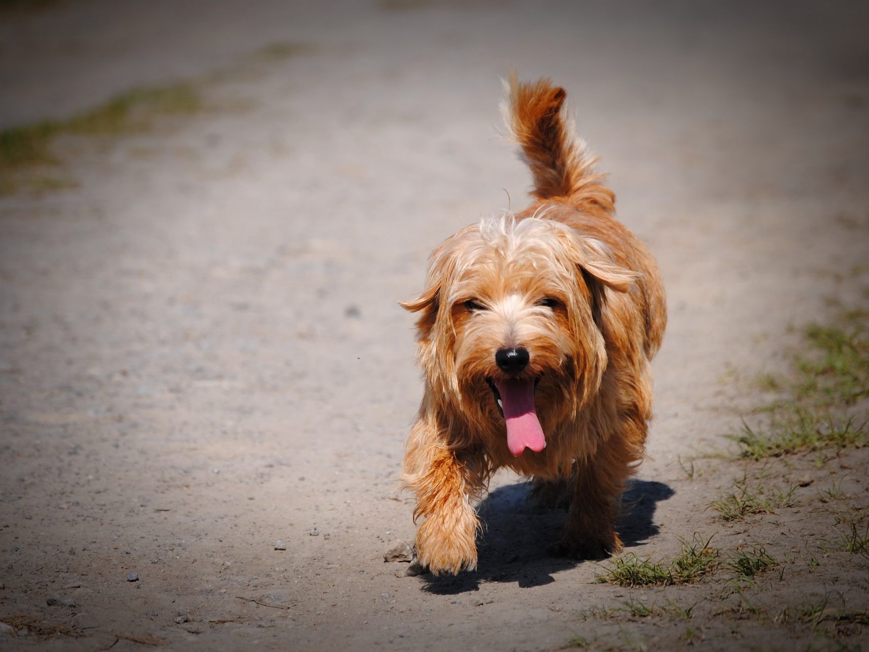 Hunde missachten meist Warnsignale des Körpers.