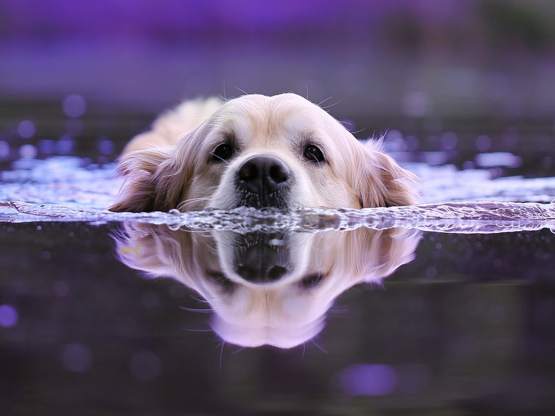 Auch Hunde leiden unter der großen Hitze.
