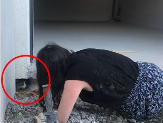 Kater Jimmy wurde versehentlich einbetoniert.