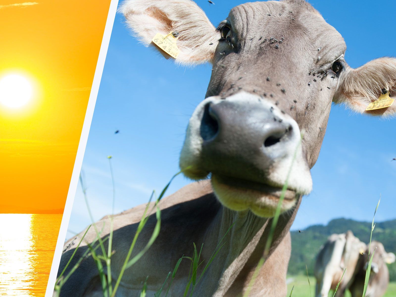 Betroffen sind vor allem Rheintal, Walgau, Vorderer Bregenzerwald und Großes Walsertal