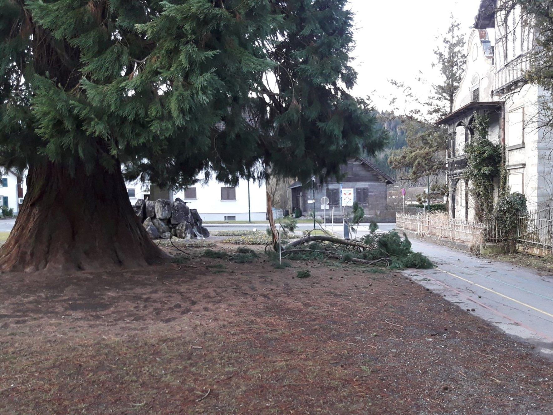 Die Äste des Mammutbaums in Rankweil drohten zur Gefahr zu werden. Die Äste des Mammutbaums in Rankweil drohten zur Gefahr zu werden.