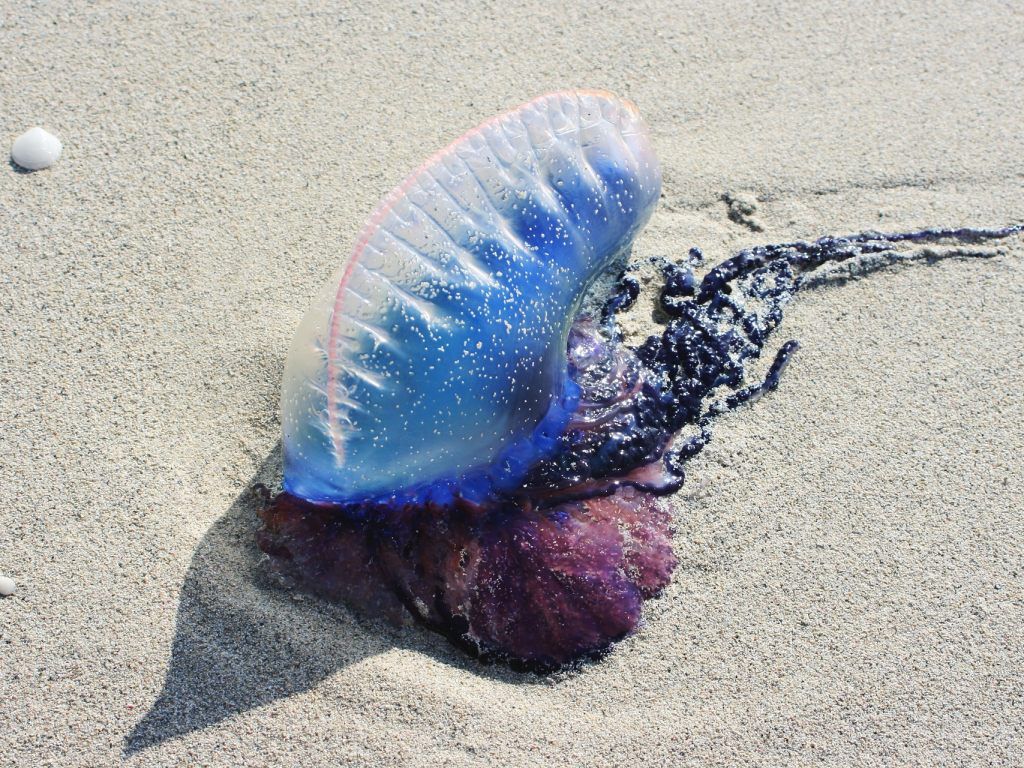 Portugiesische Galeeren vertreiben Urlauber in Mallorca Reise VIENNA.AT