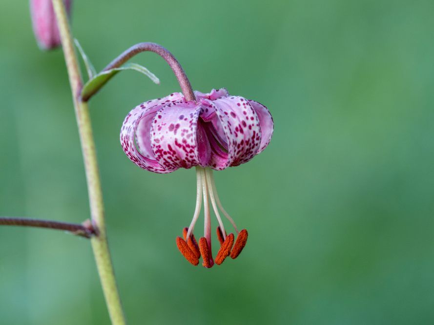 Der Türkenbund gehört zur einzigartigen Alpen-Flora auf dem Hahnenkopf