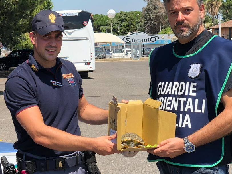 Die italienischen Polizisten mit der geretteten Schildkröte. Die italienischen Polizisten mit der geretteten Schildkröte.