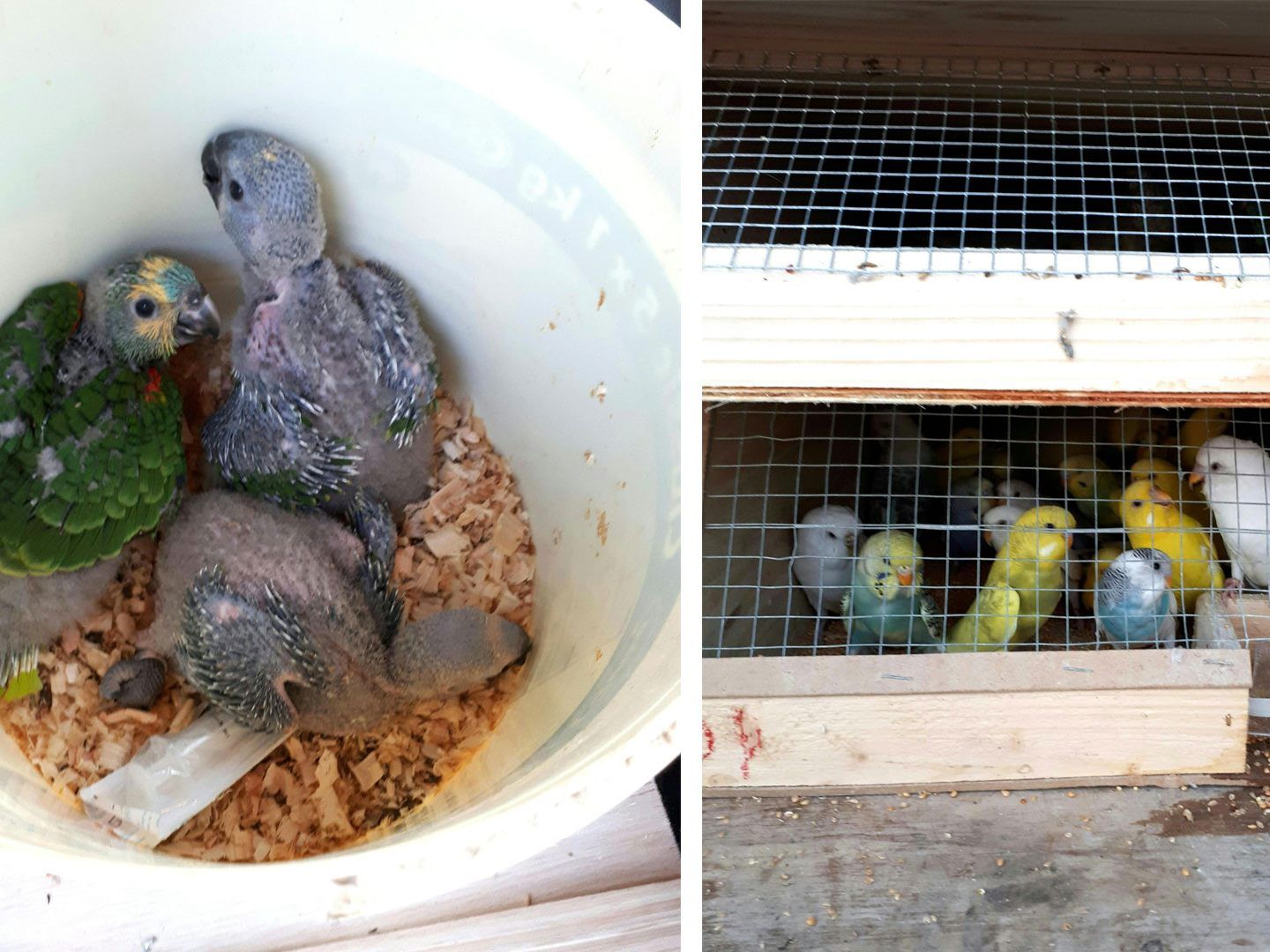 300 Vögel wurden illegal Richtung Spanien transportiert.