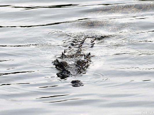 Dieses Tier möchte man als Schwimmer im Wasser nicht treffen