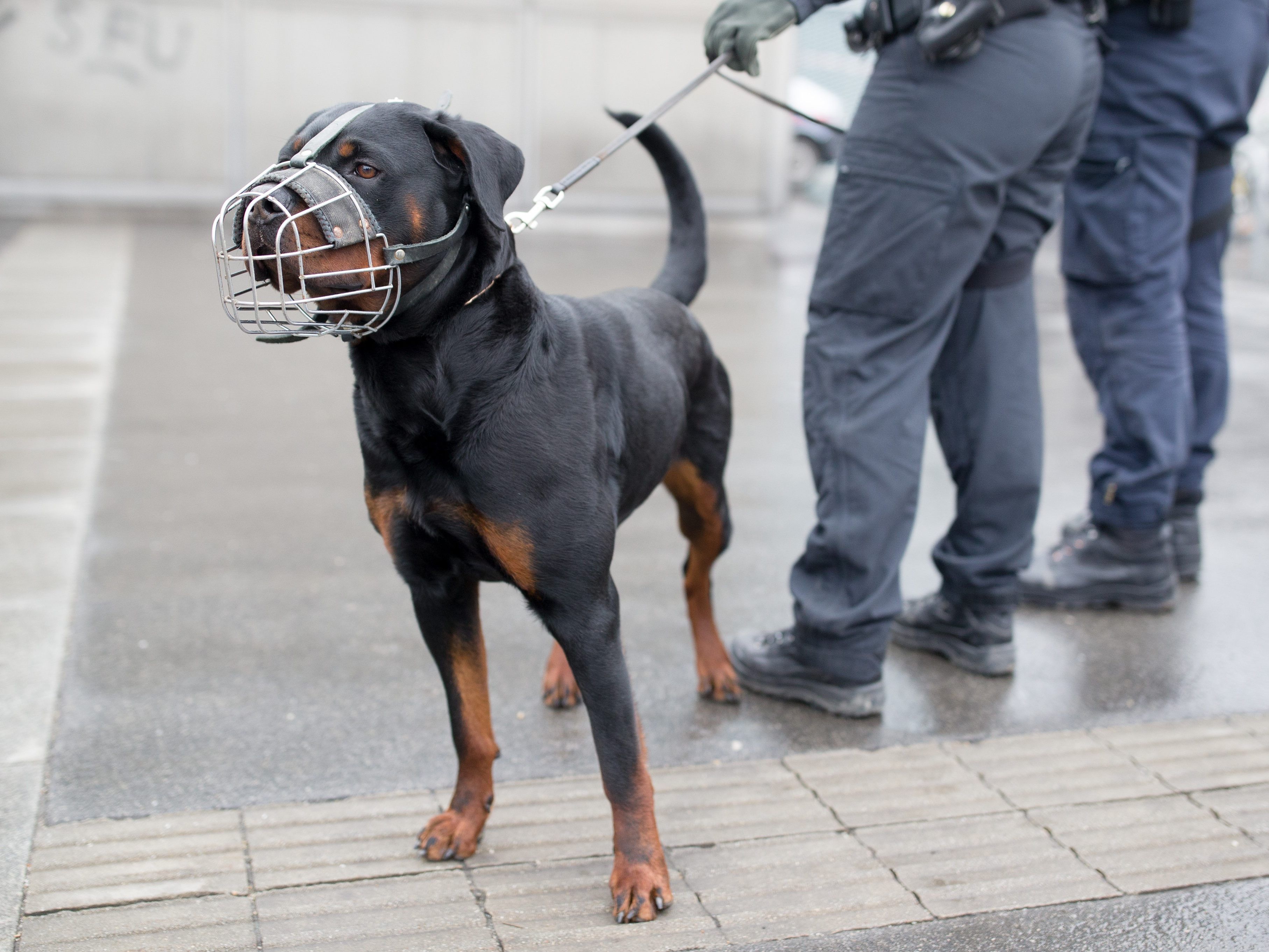 Die Wiener Polizei konnte gestern fünf Suchmittelhändler festnehmen.