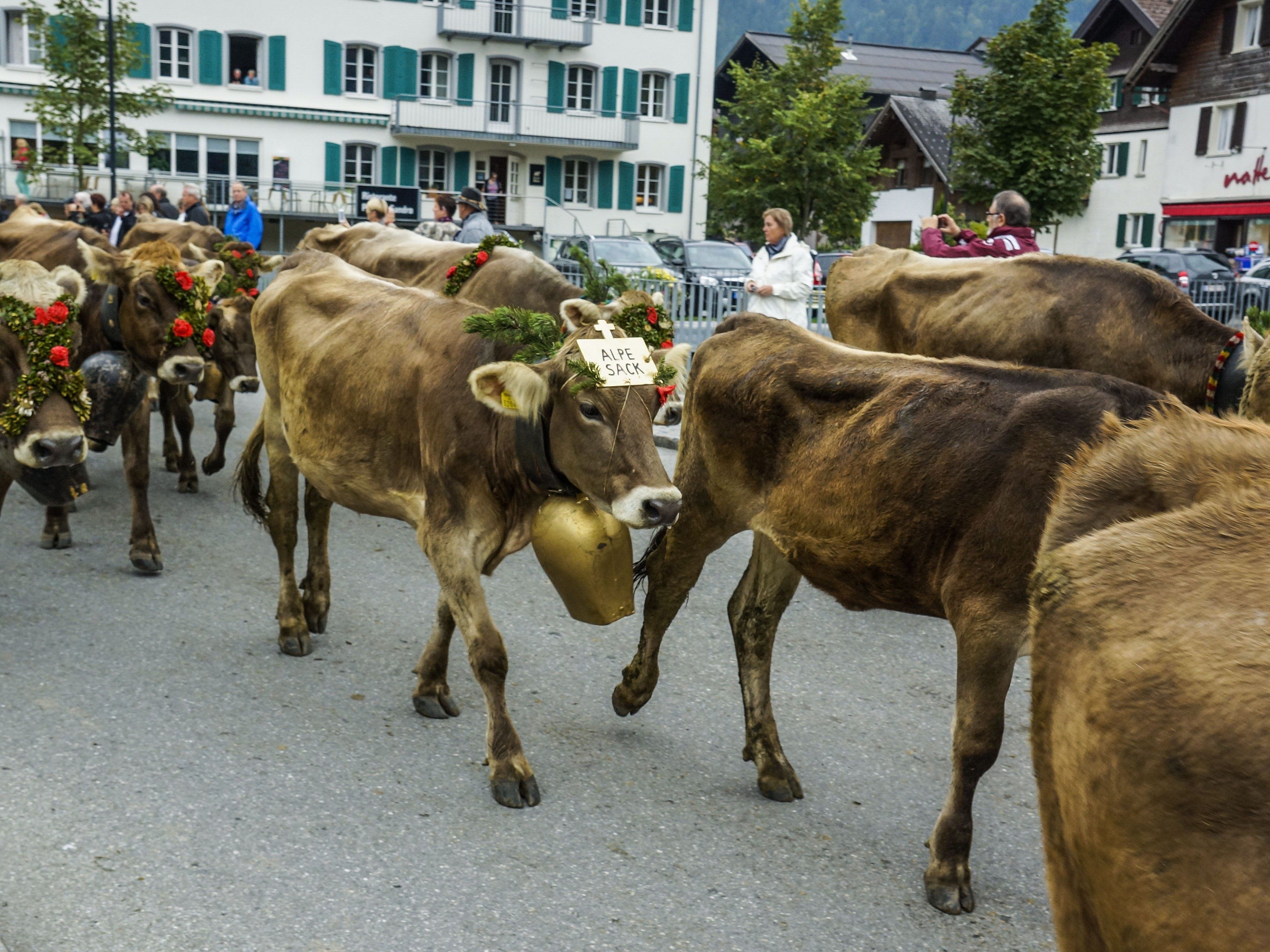 Alpabtrieb in Mellau