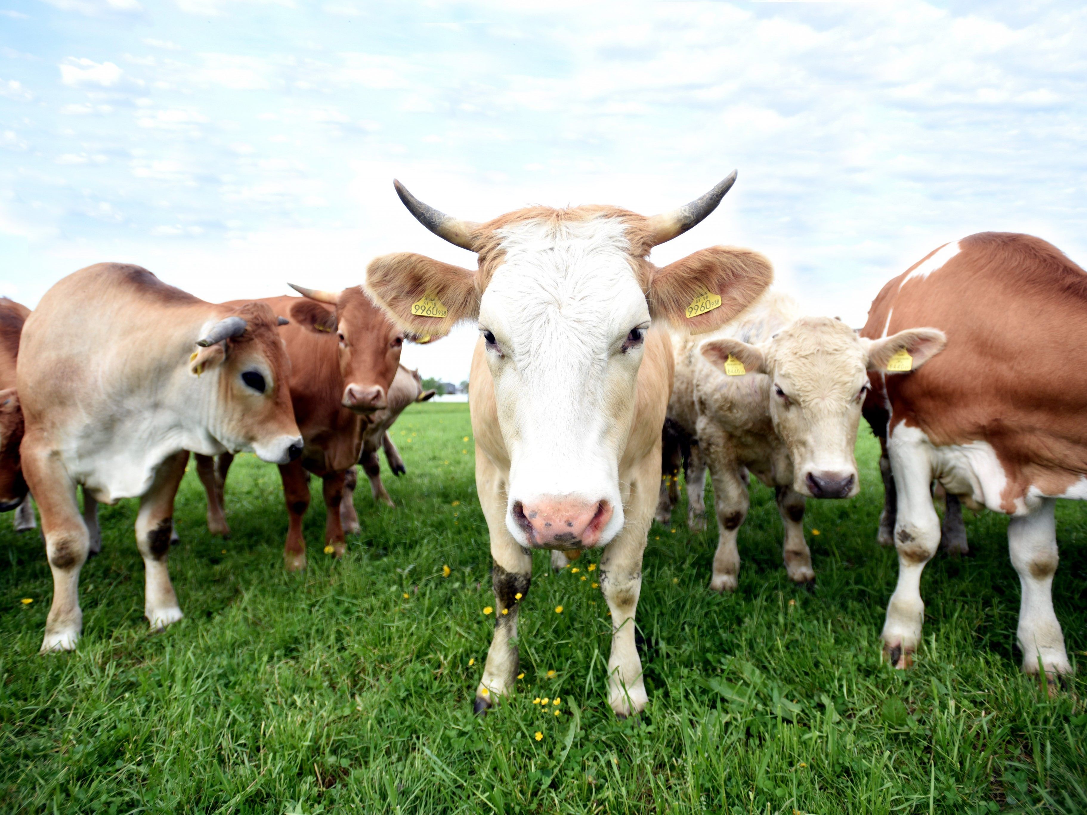 Mindestens 220 Tage pro Jahr verbringen die Rinder auf den Wiesen rund um den Biobauernhof Hehle in Hörbranz. Mindestens 220 Tage pro Jahr verbringen die Rinder auf den Wiesen rund um den Biobauernhof Hehle in Hörbranz.