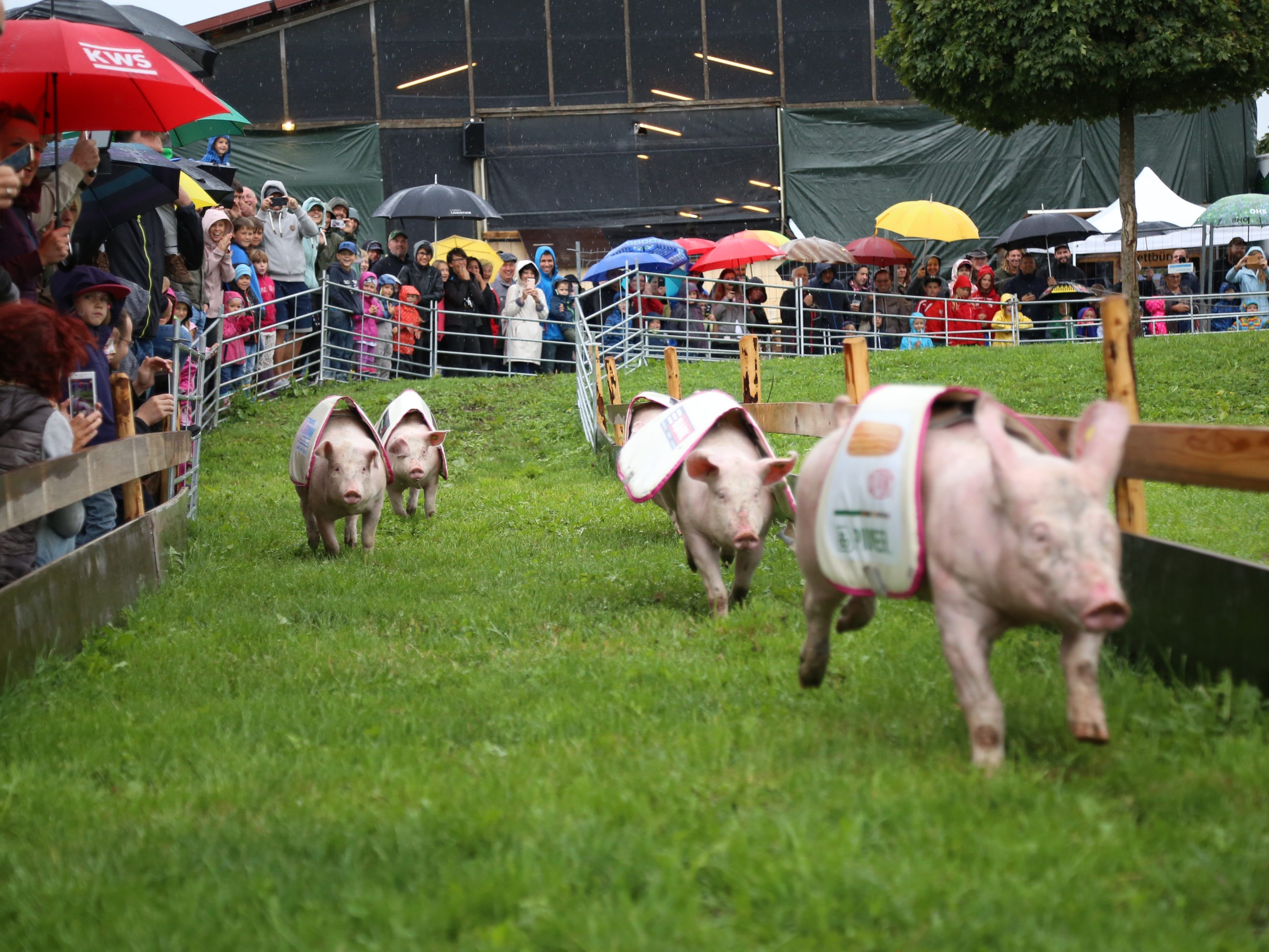 Die 15 Rennschweine sorgten bei insgesamt fünf Rennen für viel Action und Spaß auf der 80 Meter langen Strecke. Die 15 Rennschweine sorgten bei insgesamt fünf Rennen für viel Action und Spaß auf der 80 Meter langen Strecke.