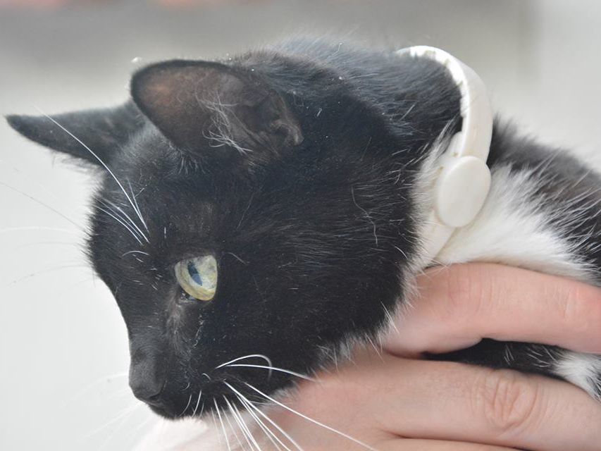 Katze 1