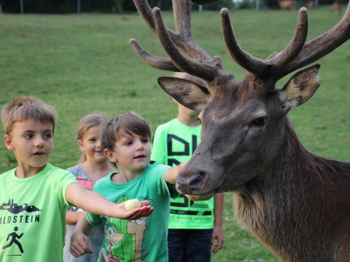 Der Hirsch war der Star des Abends.