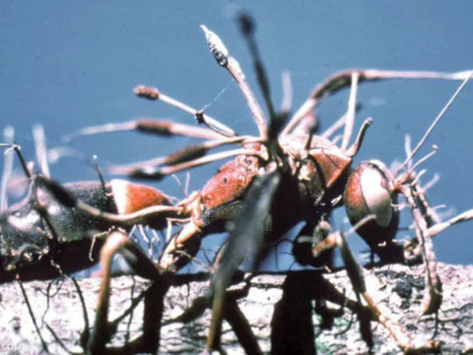 Die Insekten werden zu kleinen Zombies.