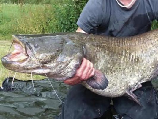 40 Minuten kämpfte der Angler mit dem Wels.