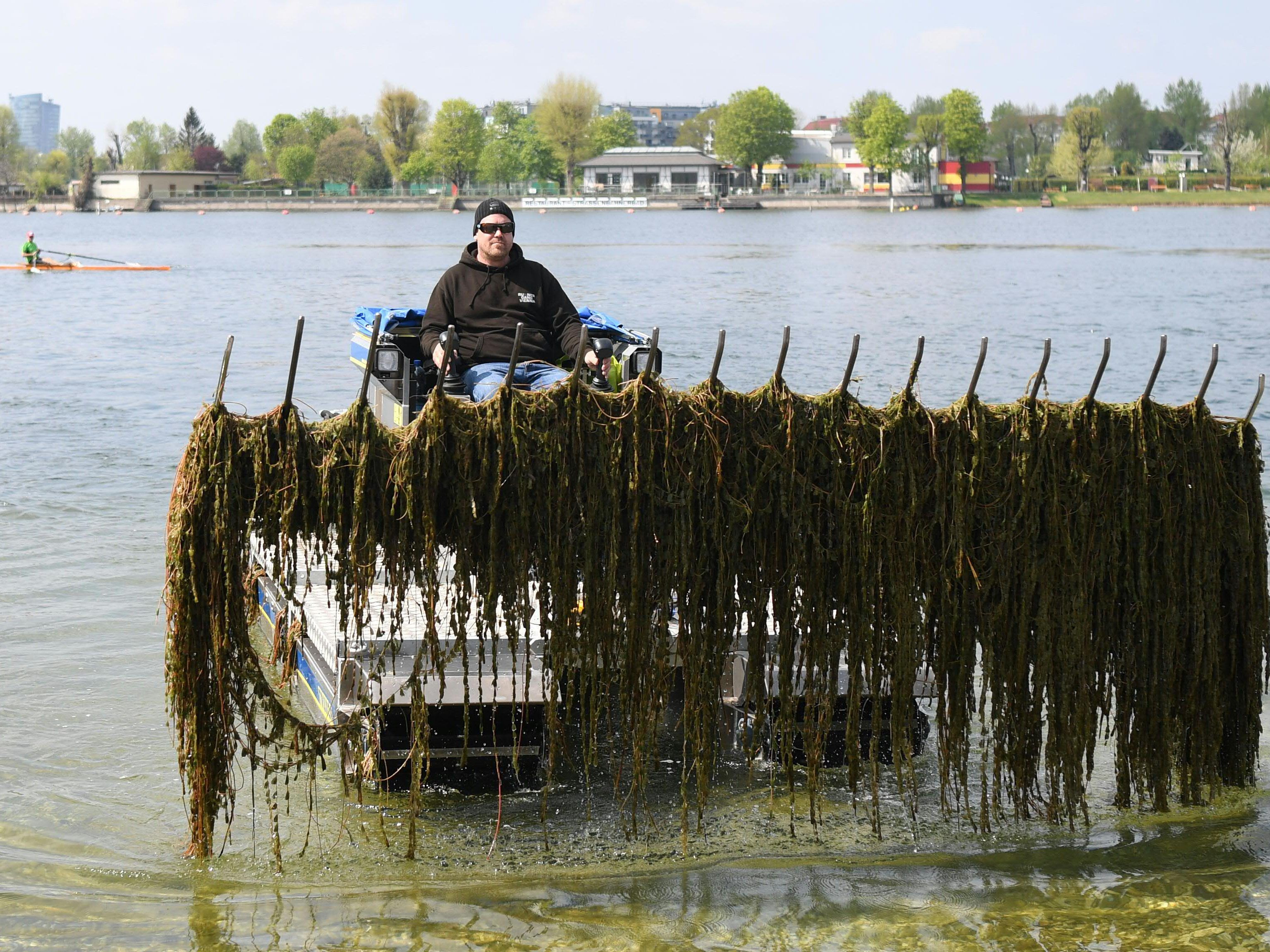 Seit Monaten sind die Mähboote auf der Alten DOnau in Wien unterwegs, um die Wasserpflanzen abzuernten.