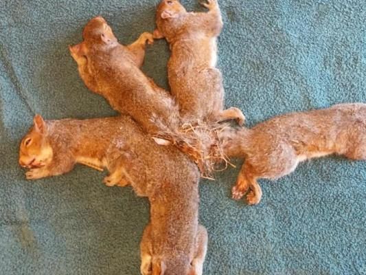 Die Tiere konnten sich selbst nicht befreien Die Tiere konnten sich selbst nicht befreien