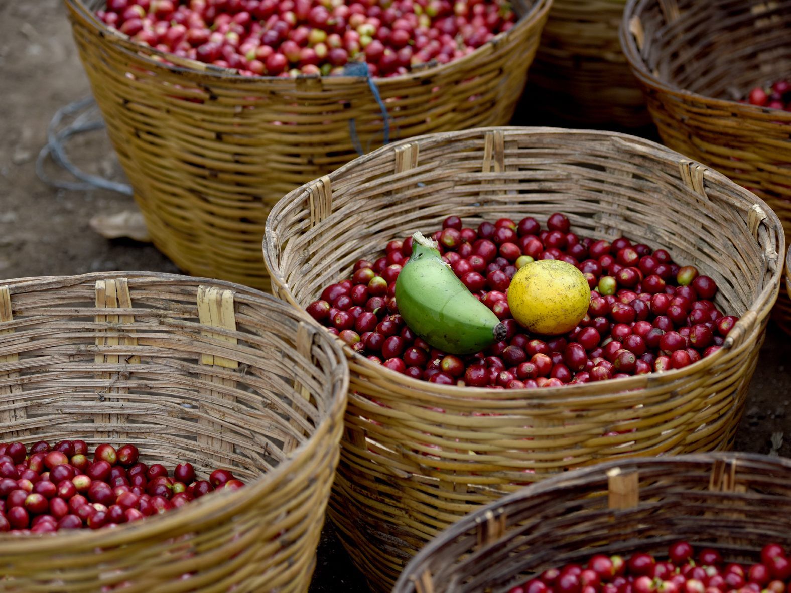Frisch gepflückte Kaffeekirschen vor der Weiterverarbeitung Frisch gepflückte Kaffeekirschen vor der Weiterverarbeitung