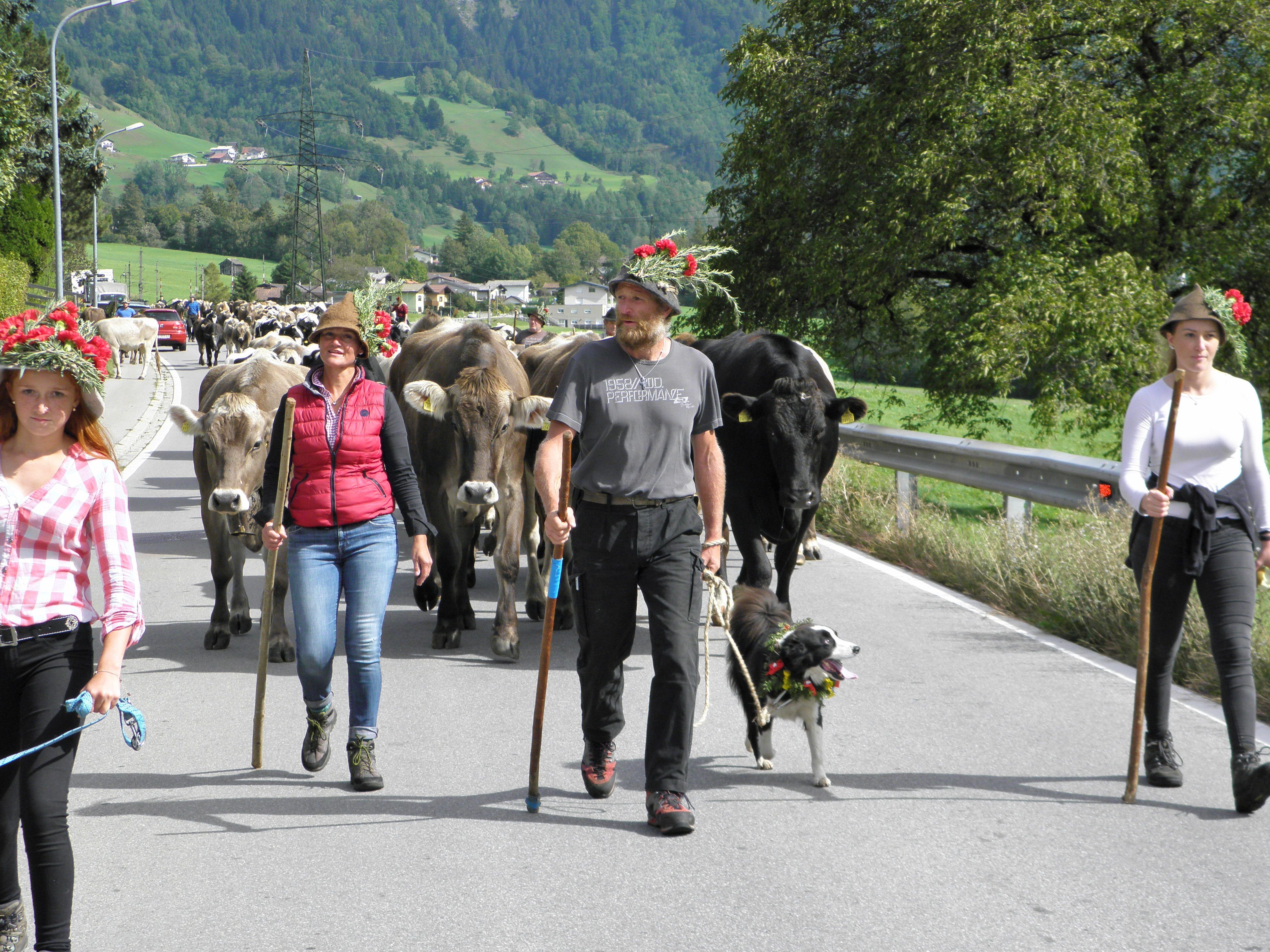 .: Zum 10. Mal zog Familie Riedmann mit ihren Tieren von der Alpe Albona durchs Klostertal. .: Zum 10. Mal zog Familie Riedmann mit ihren Tieren von der Alpe Albona durchs Klostertal.
