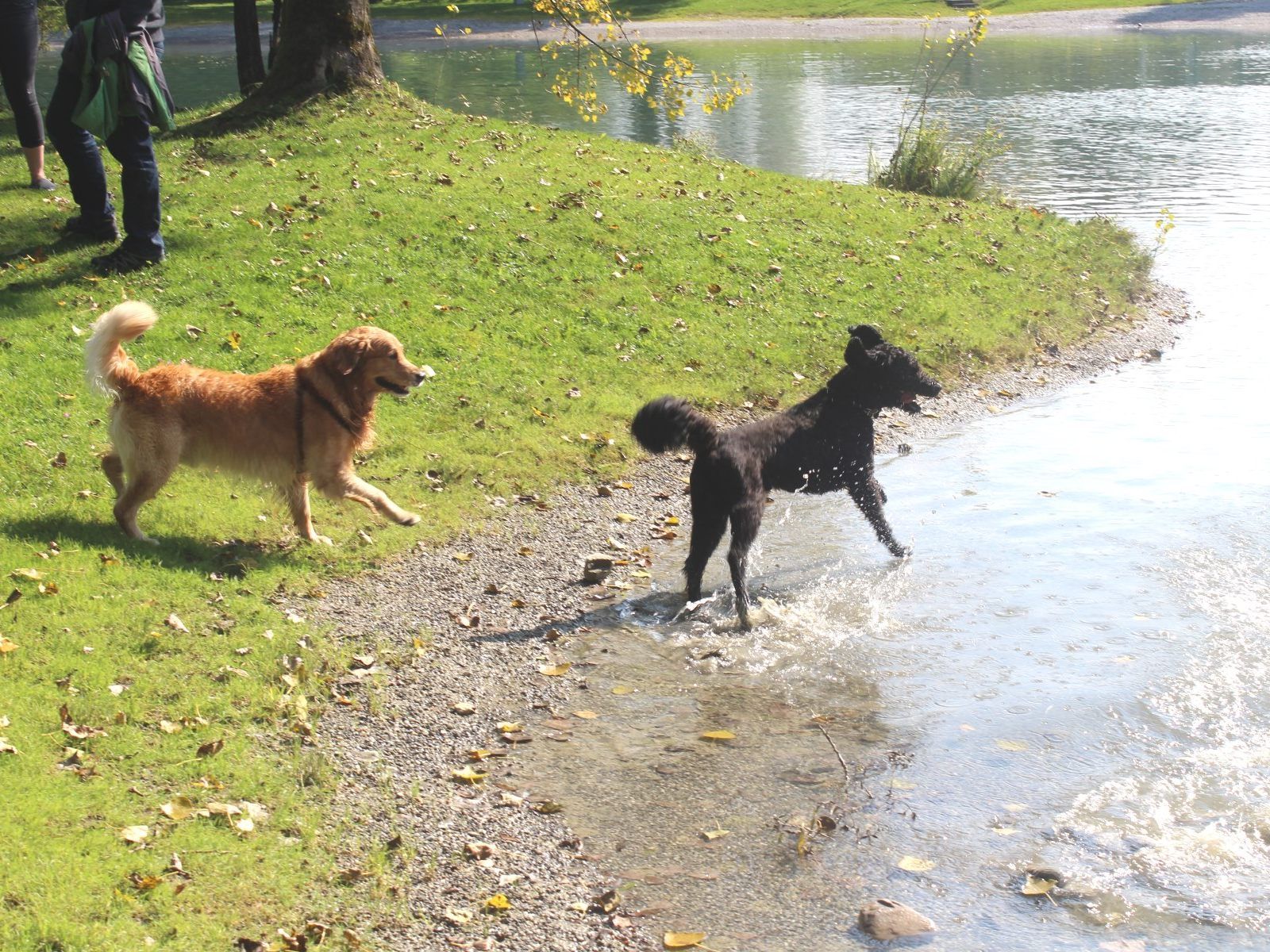 Am Hundebadetag genießt der beste Freund des Menschen das kühle Nass. Am Hundebadetag genießt der beste Freund des Menschen das kühle Nass.