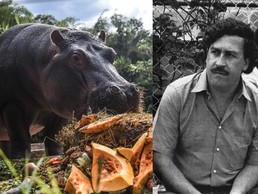 Nilpferde von Pablo Escobar.