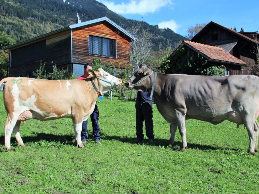 Links: Kuh Cindy (Fleckvieh, Siegerin Erstmilch) Rechts: Kuh Gitte (Braunvieh, Altkuh-Siegerin) Links: Kuh Cindy (Fleckvieh, Siegerin Erstmilch) Rechts: Kuh Gitte (Braunvieh, Altkuh-Siegerin)