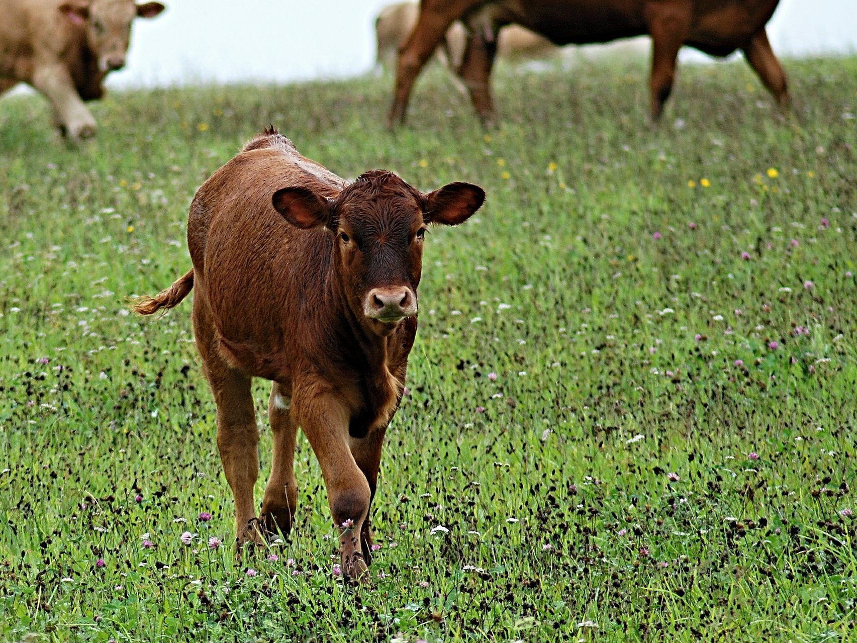 Das Kalb stieß die Wienerin mehrmals. Das Kalb stieß die Wienerin mehrmals.