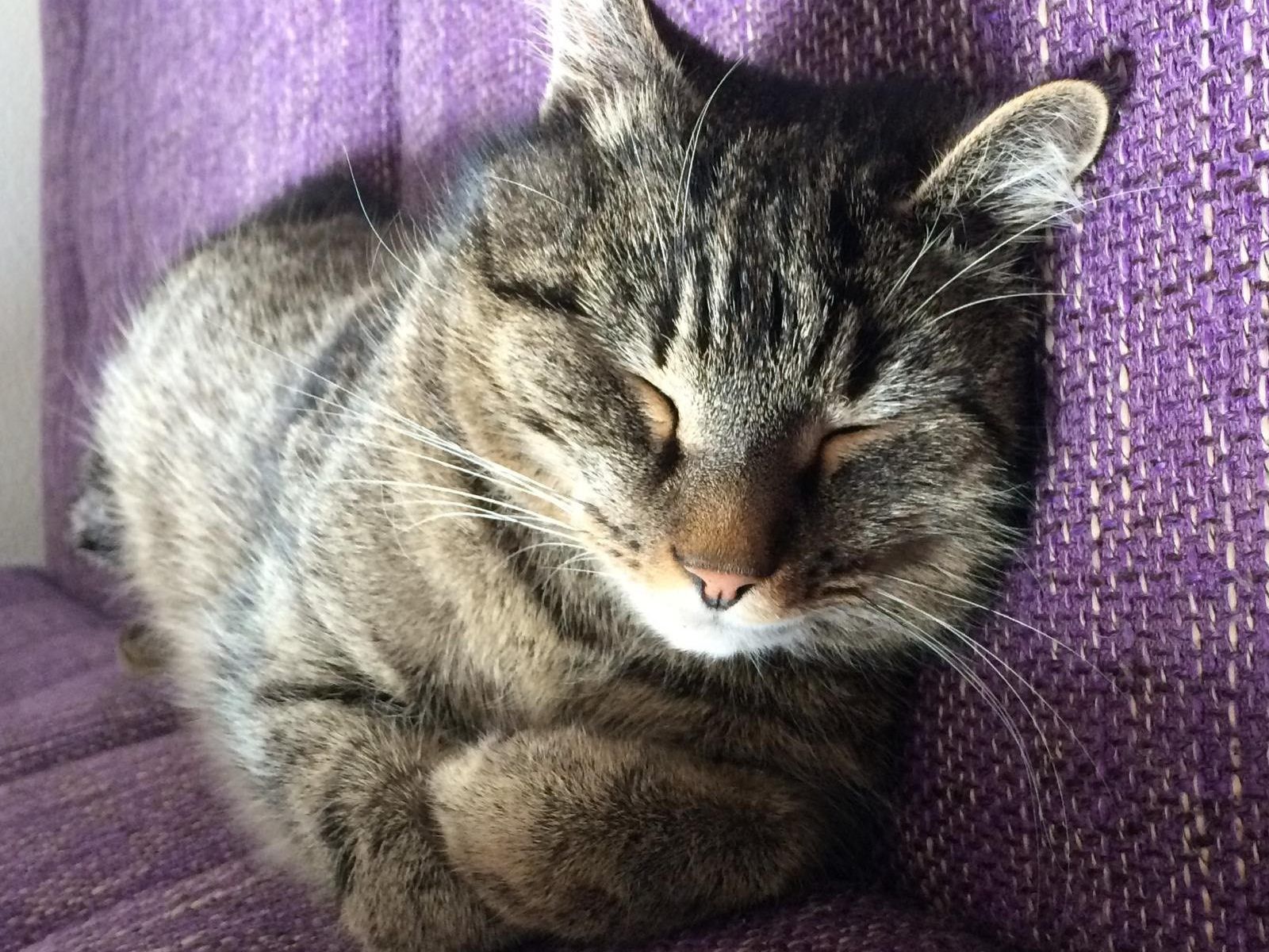 Tiger Kater aus Lustenau