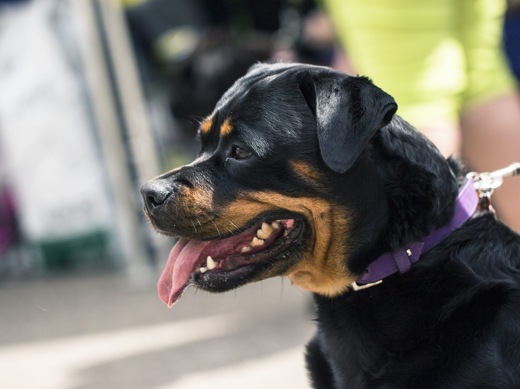 In der letzten Woche wurde ein Kind von einem Rottweiler angegriffen. Die Besitzerin war betrunken.