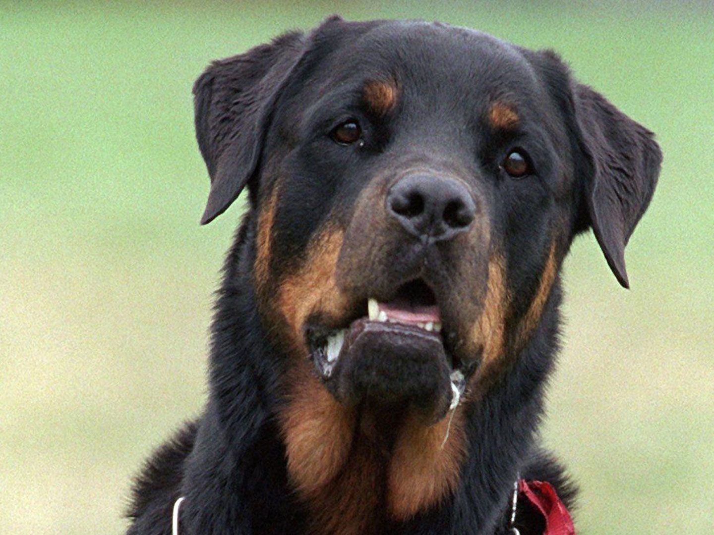 Der 17 Monate alte Bub war von einem Nachbarshund in der Ziegelhofstraße vor den Augen der Großeltern angefallen und schwer verletzt worden.