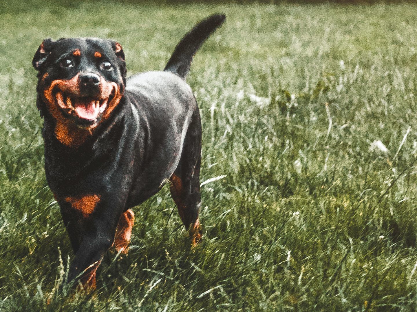 Der Bub wurde von einem Rottweiler in den Kopf gebissen.