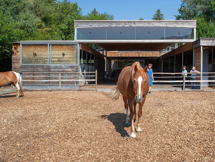 Hippotherapie nutzt die Bewegungsimpulse des Pferdes, um Muskelverspannungen zu lösen.